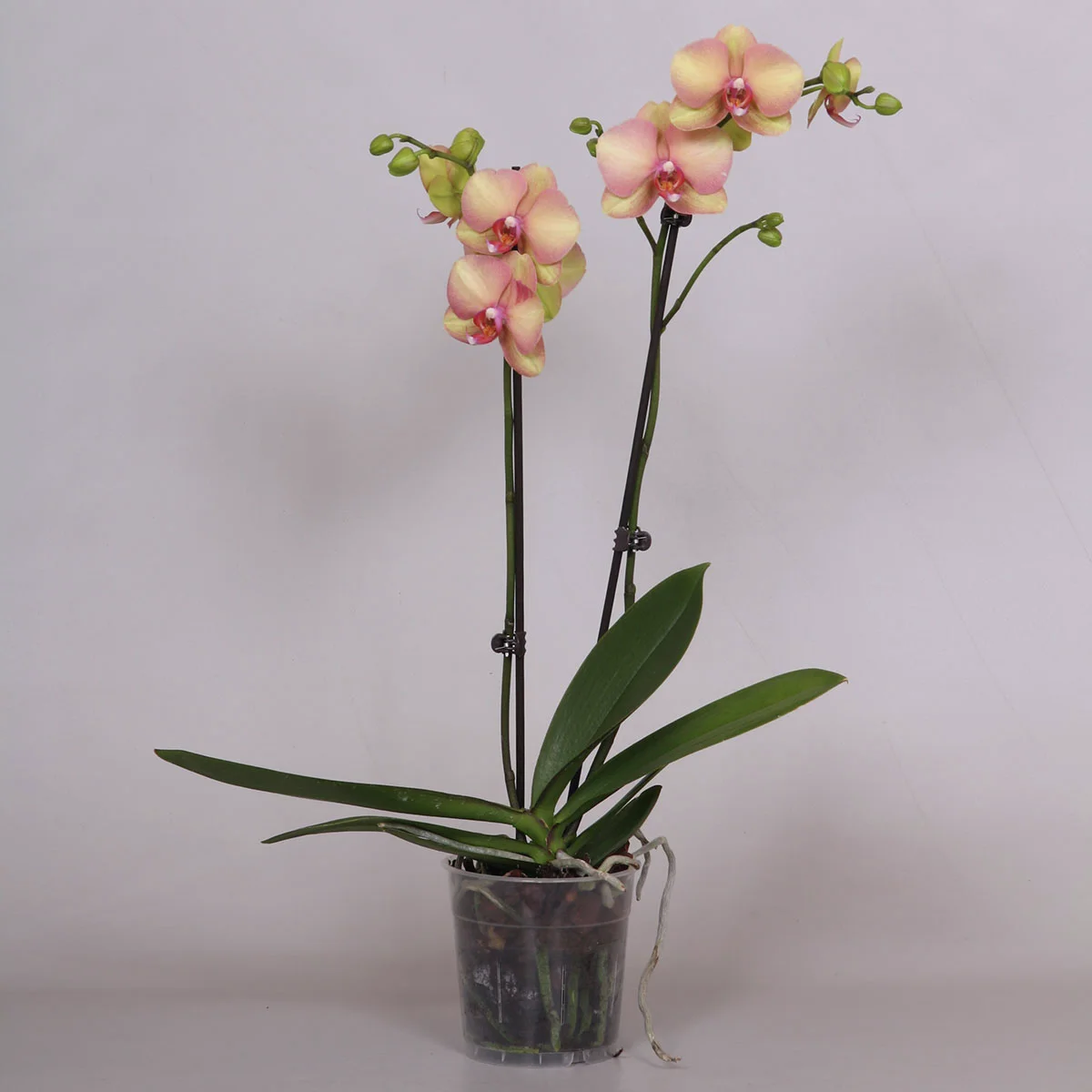Gelbe Schmetterlings-Orchidee, Höhe ca. 50-60 cm