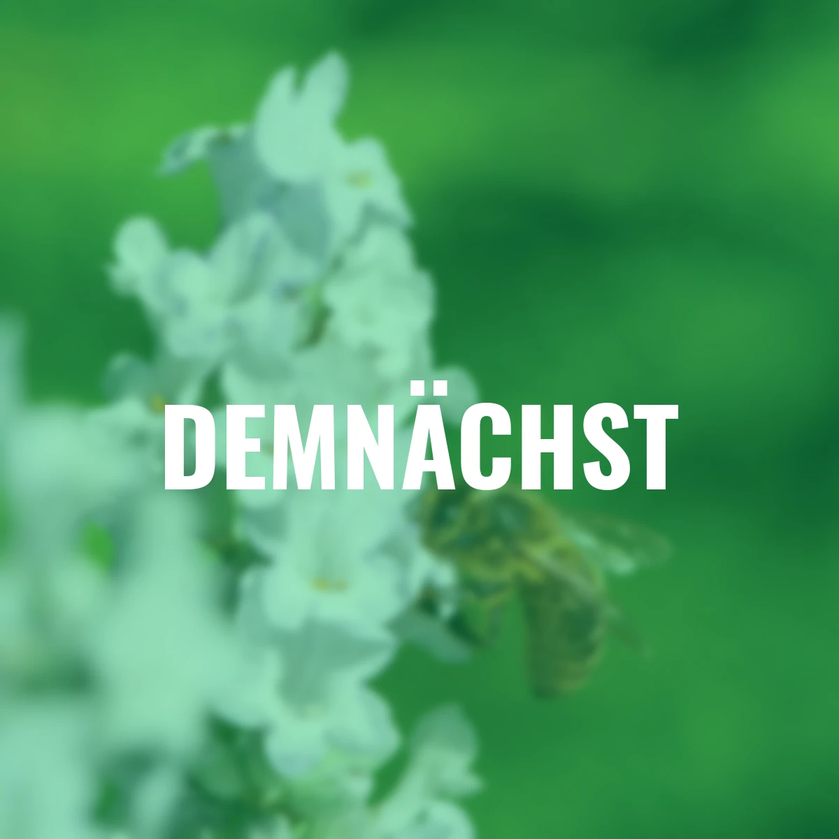 Englischer Lavendel Heavenly Angel®