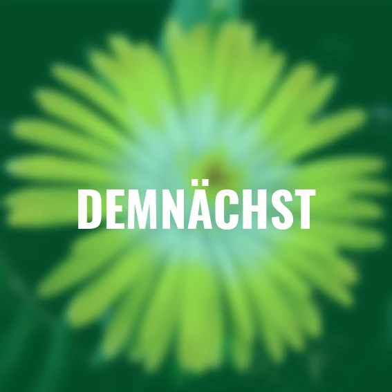 Mittagsblume Rise and Shine