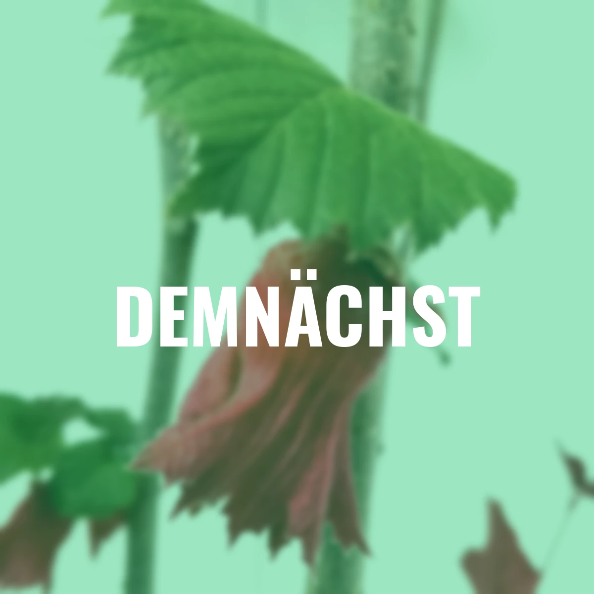 Haselnussstrauch, rotlaubig