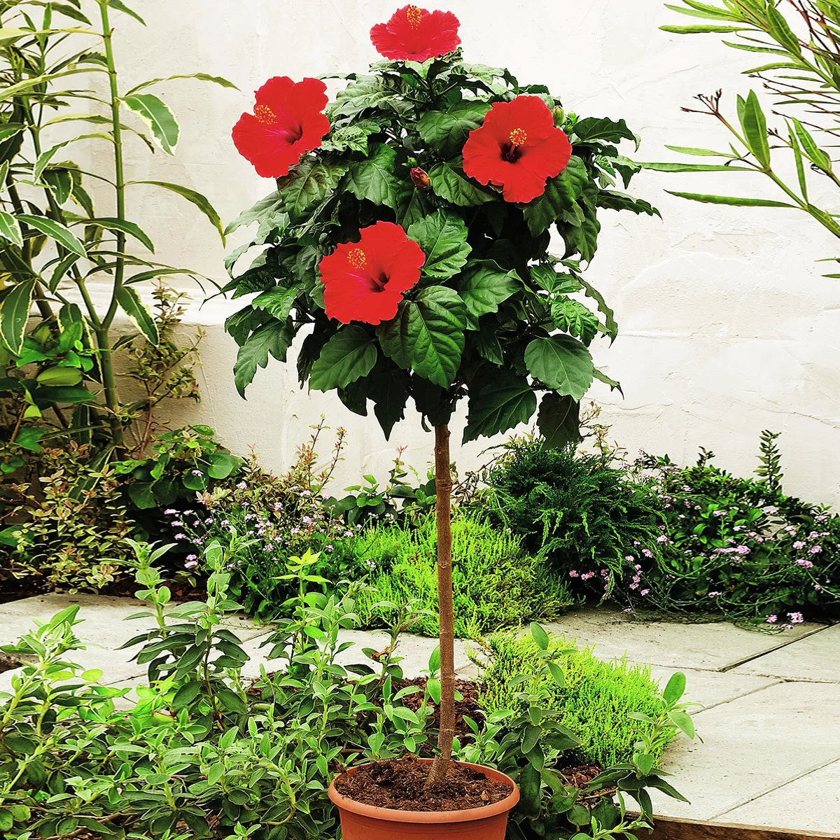 Roter Hibiskus-Stamm