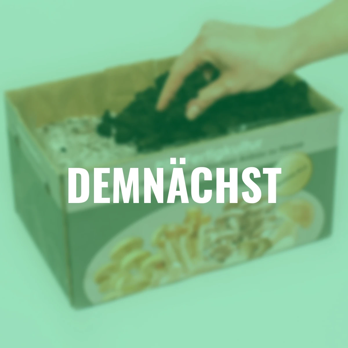 Pilzkultur-Set Steinchampignon