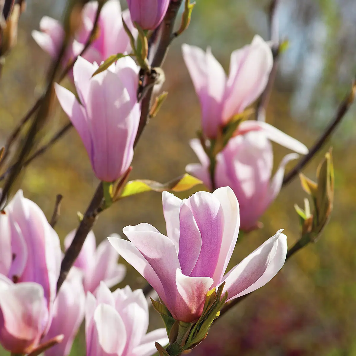 Säulen-Magnolie Satisfaciton