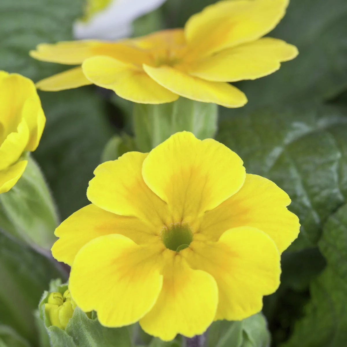 Gelbe Stängellose Gartenprimel