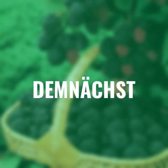 Brombeere Loch Ness(S)