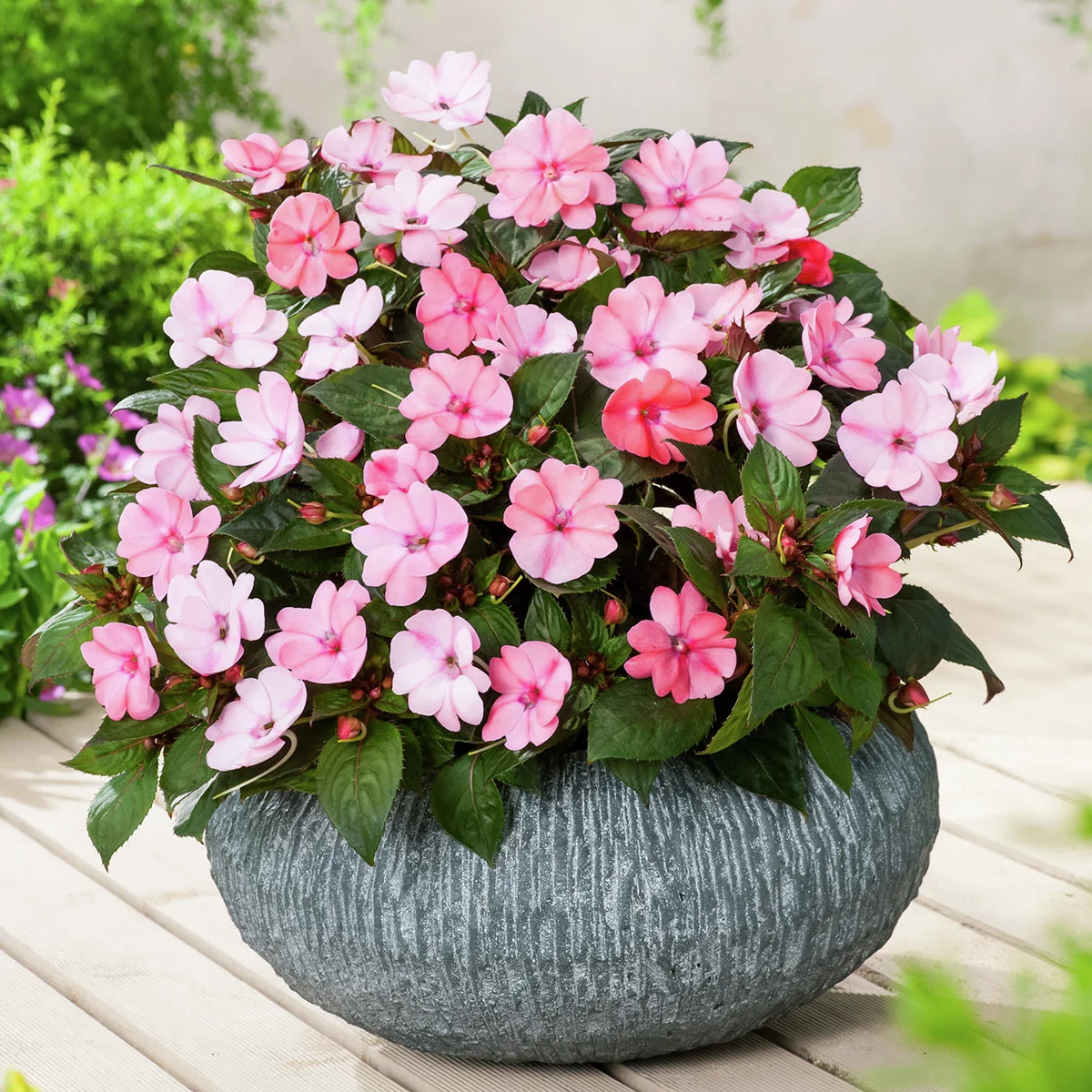 Fleißiges-Lieschen Sunpations™ Pink