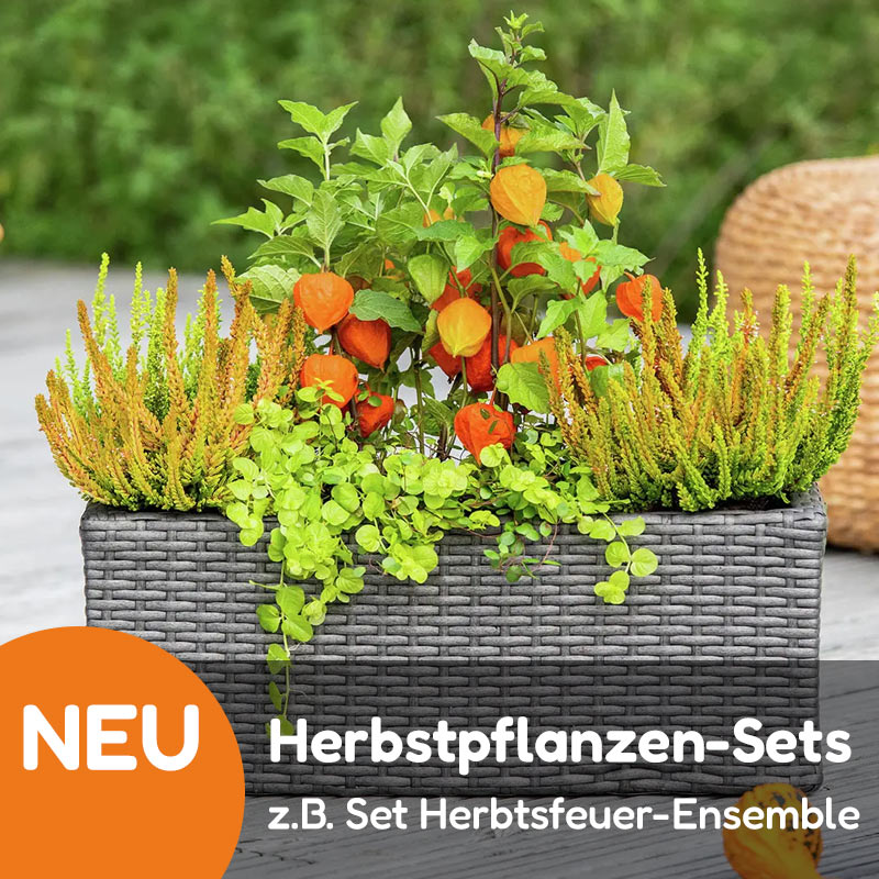Empfehlung