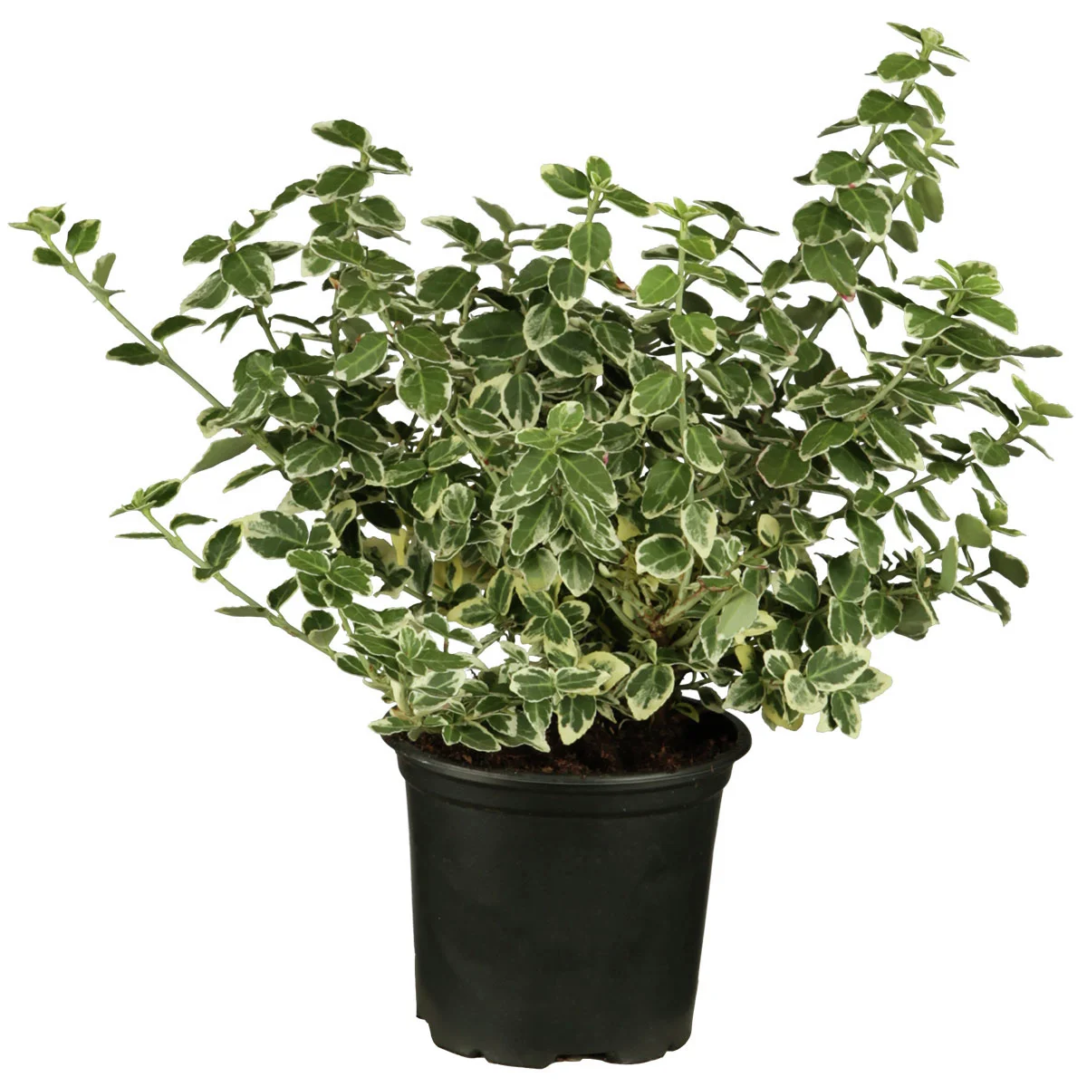 Spindelstrauch Emerald Gaiety