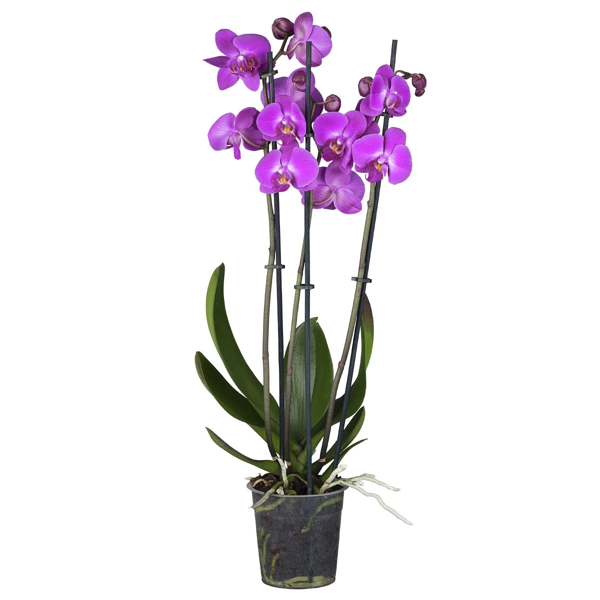 Pinke Schmetterlings-Orchidee, Höhe ca. 50-60 cm