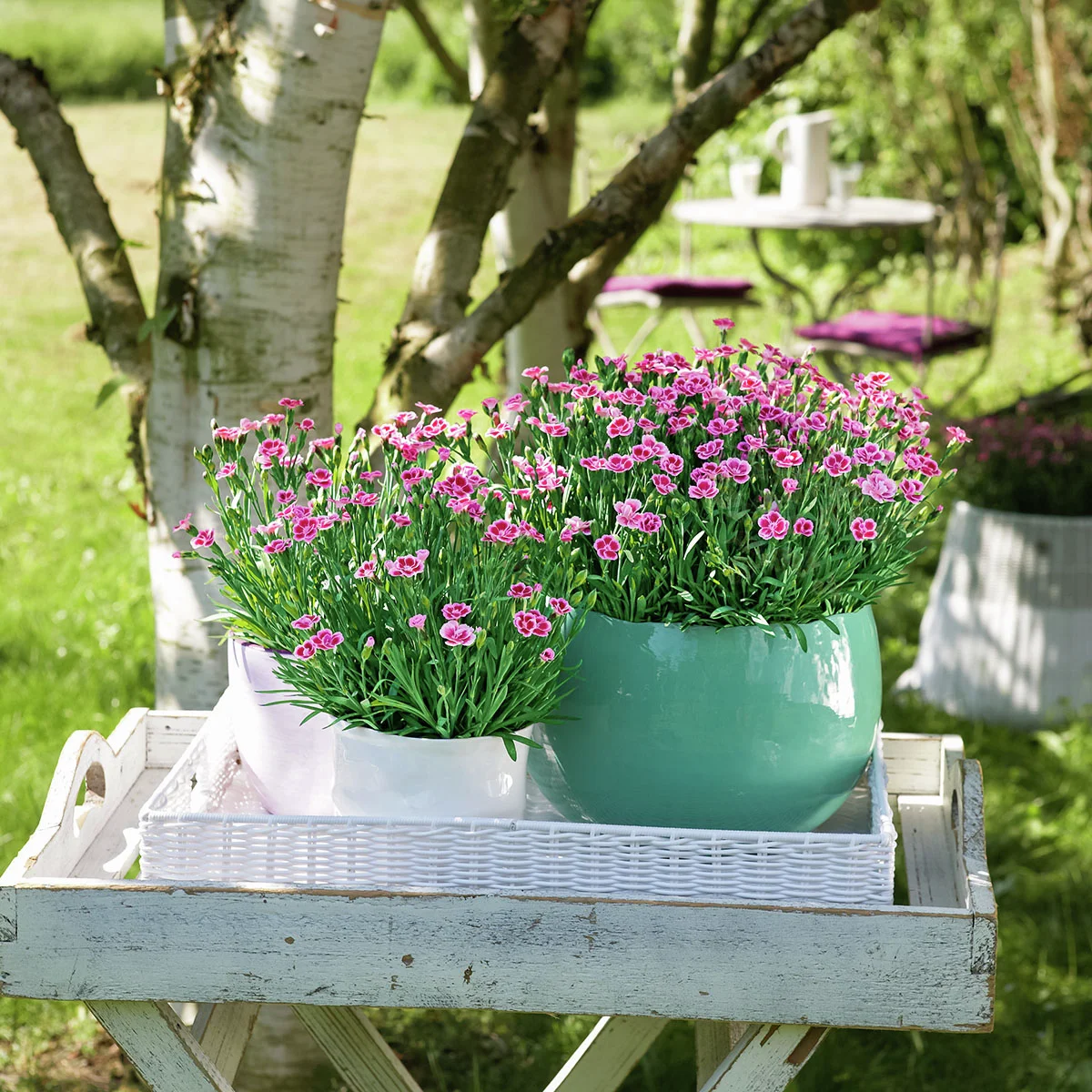 Prinzess-Nelke Pink Kisses(R)