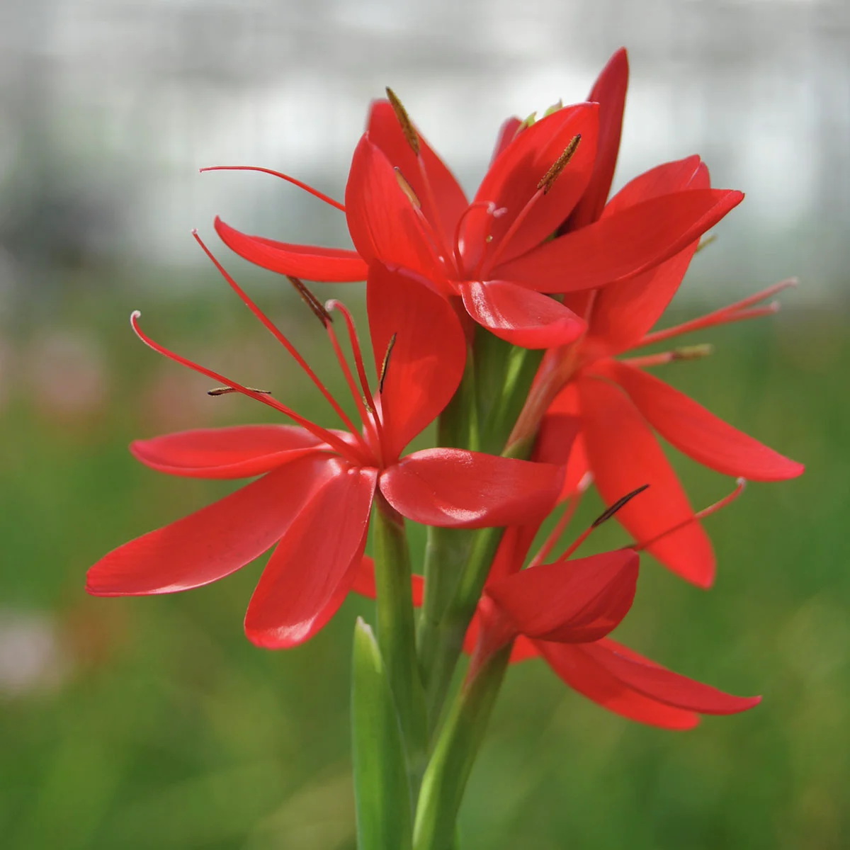 Sumpfspaltgriffel Major