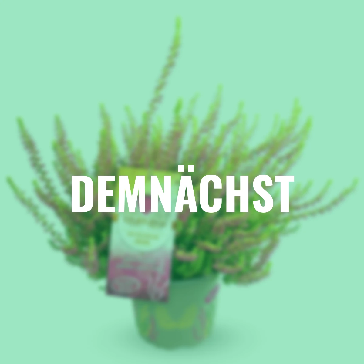 Knospenheide Gardengirls® Golden Angie