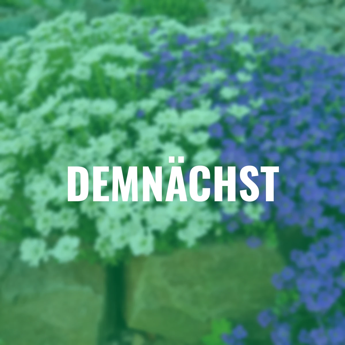 Stauden-Set Frühlingserwachen blau-weiß, 6 Stück