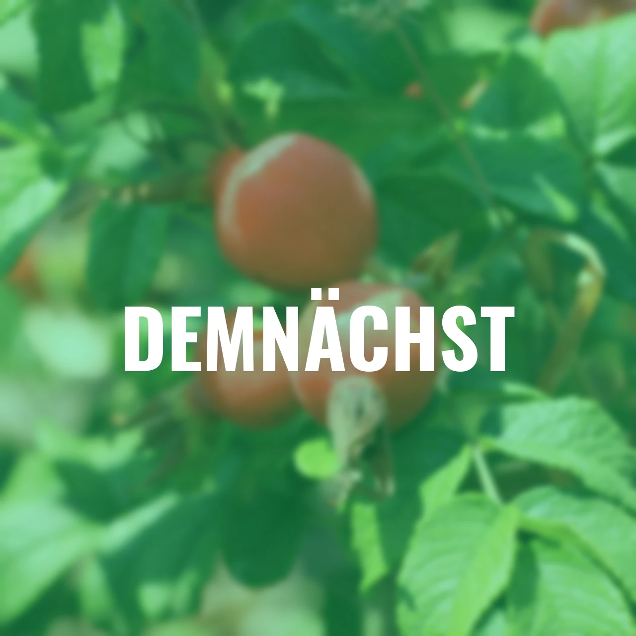 Duftrose Berry Bush™ Aurora®, wurzelverpackt