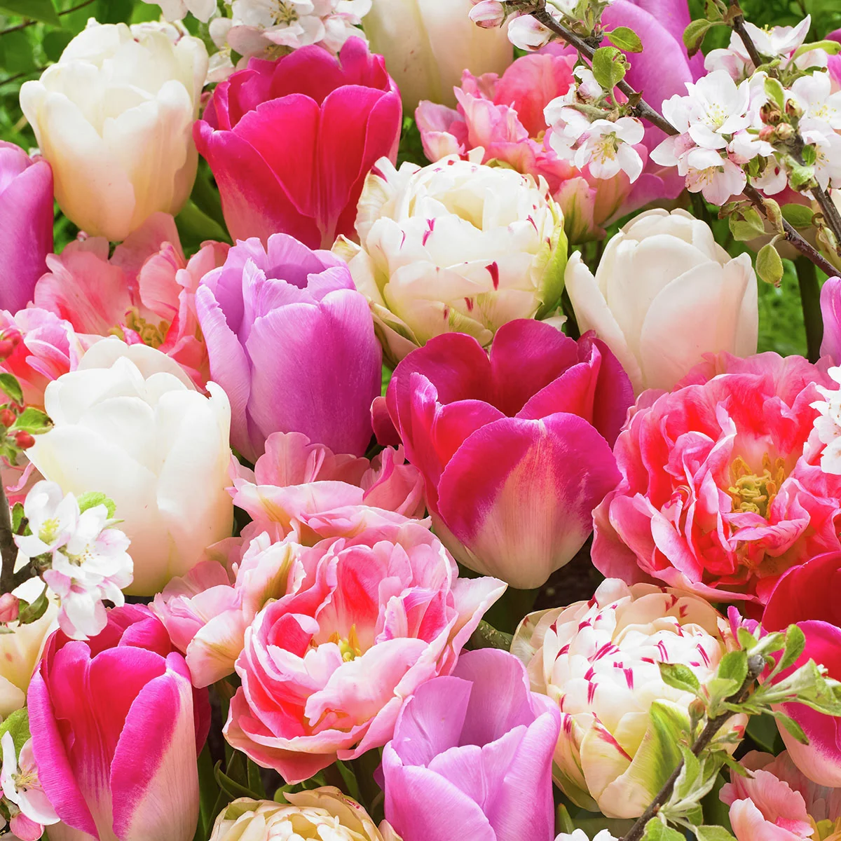 Pink and White Tulpen Mischung