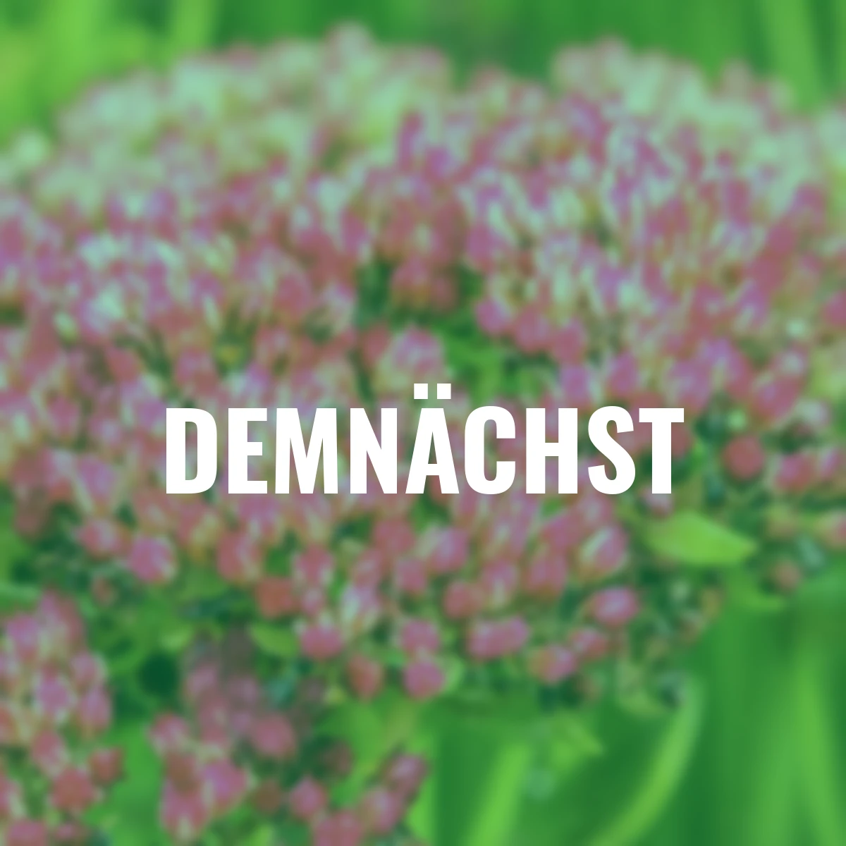 Fetthenne Seduction Green Pink