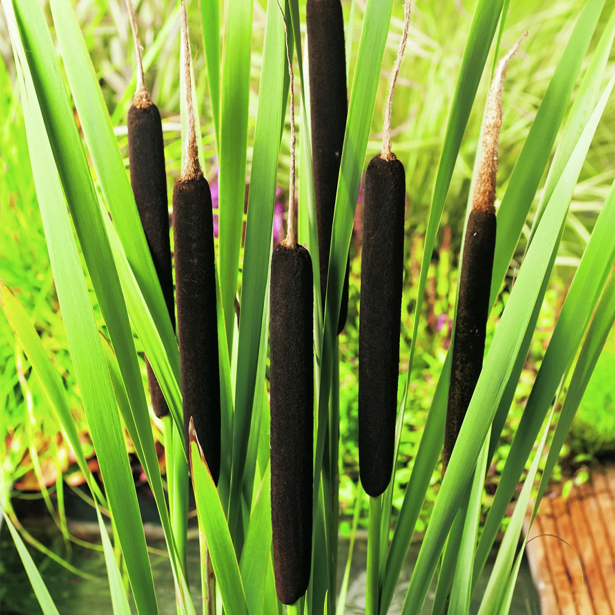 Schmalblättriger Rohrkolben