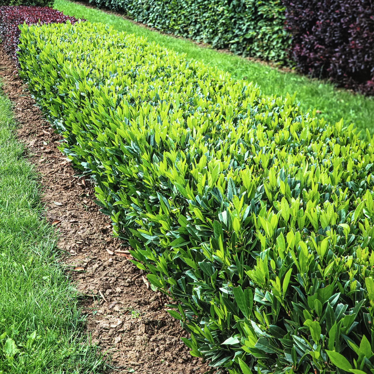 Kirschlorbeer Otto Luyken