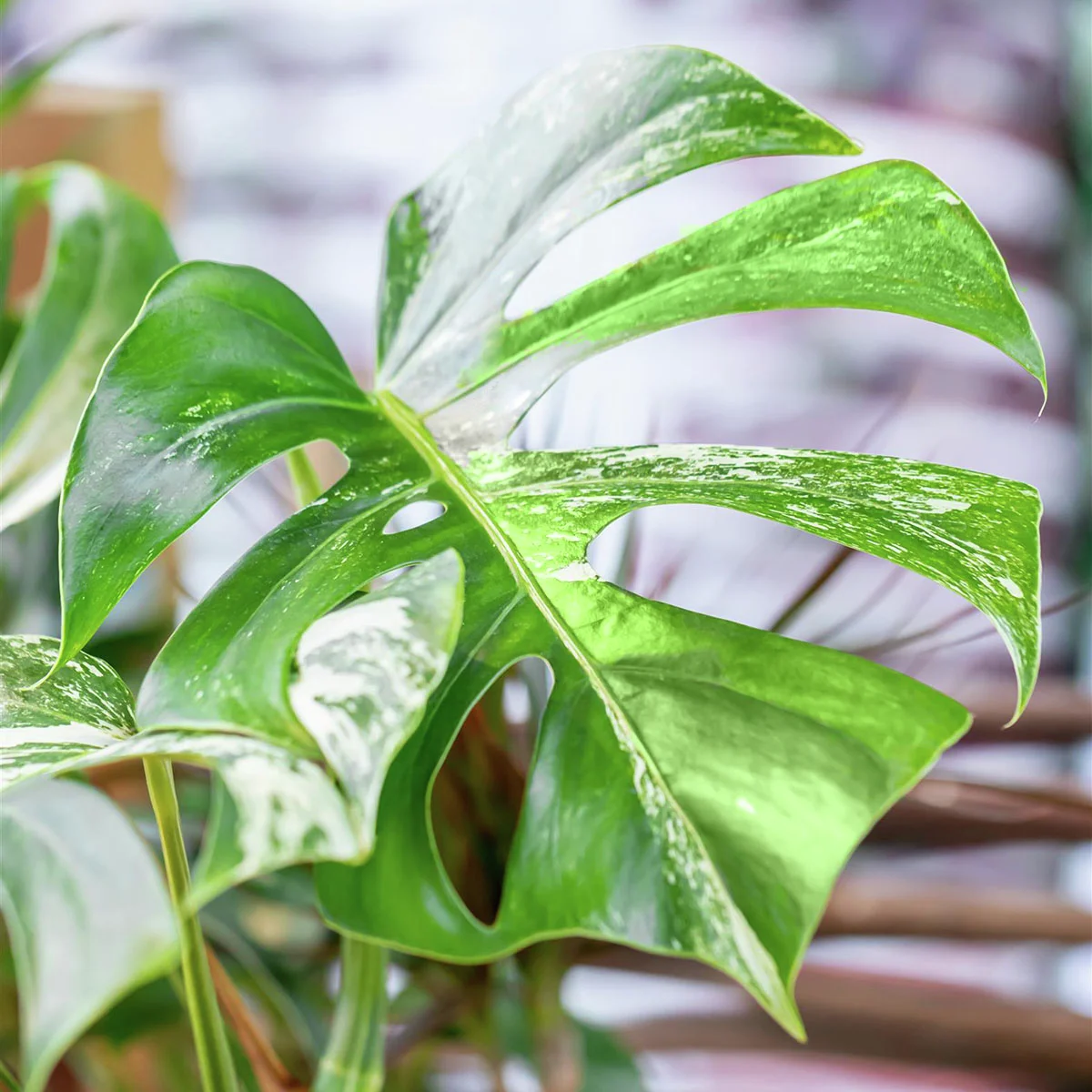 Fensterblatt Monstera Variegata B, im ca. 15 cm-Topf