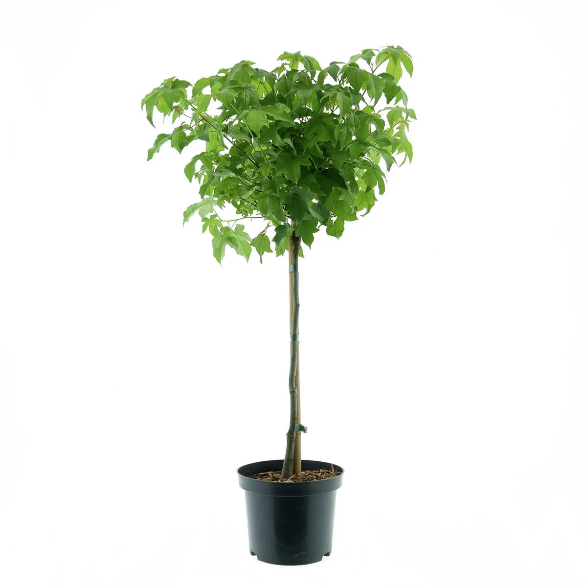 Kugelamberbaum Gumball