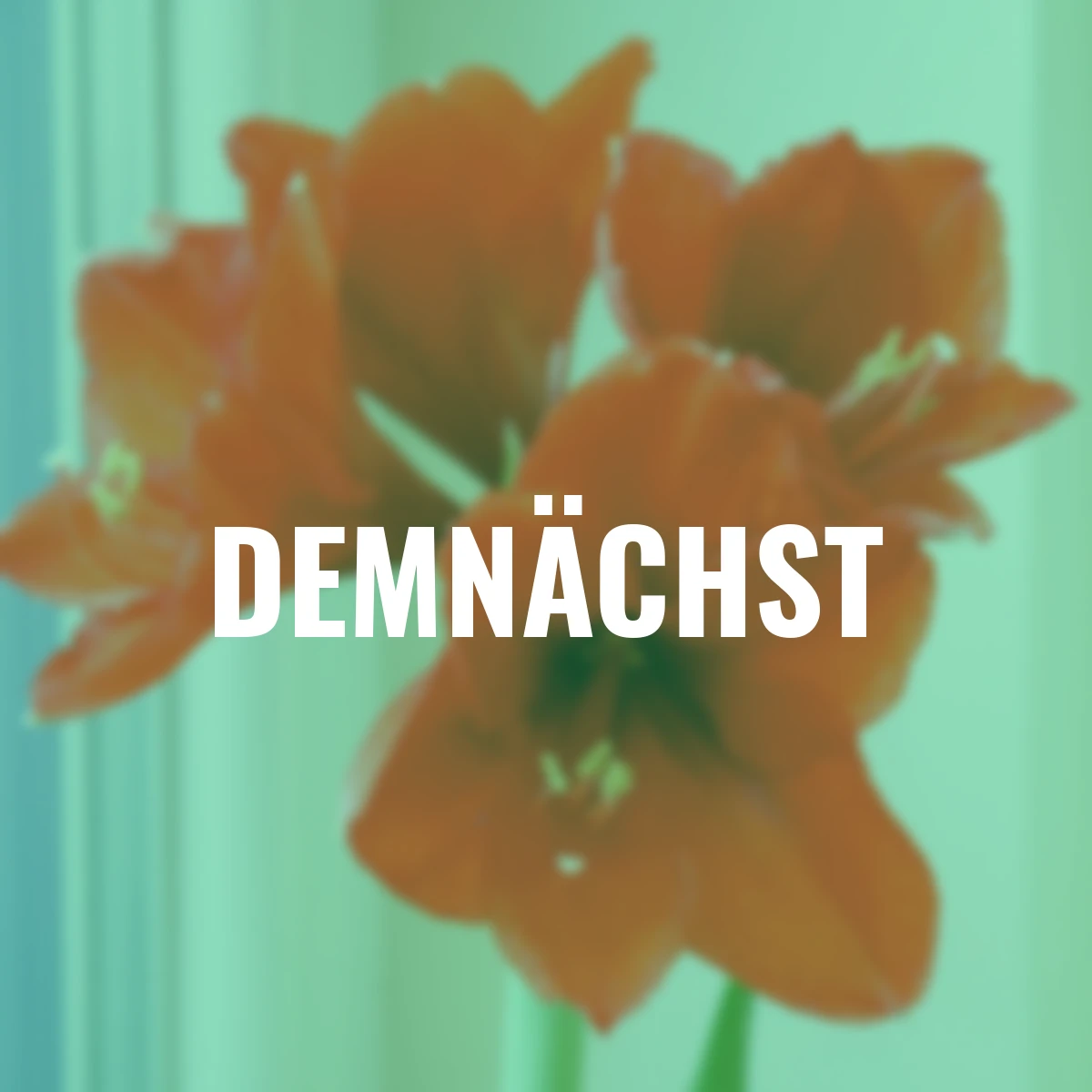 Amaryllis Wax, Touch of Magic Gold