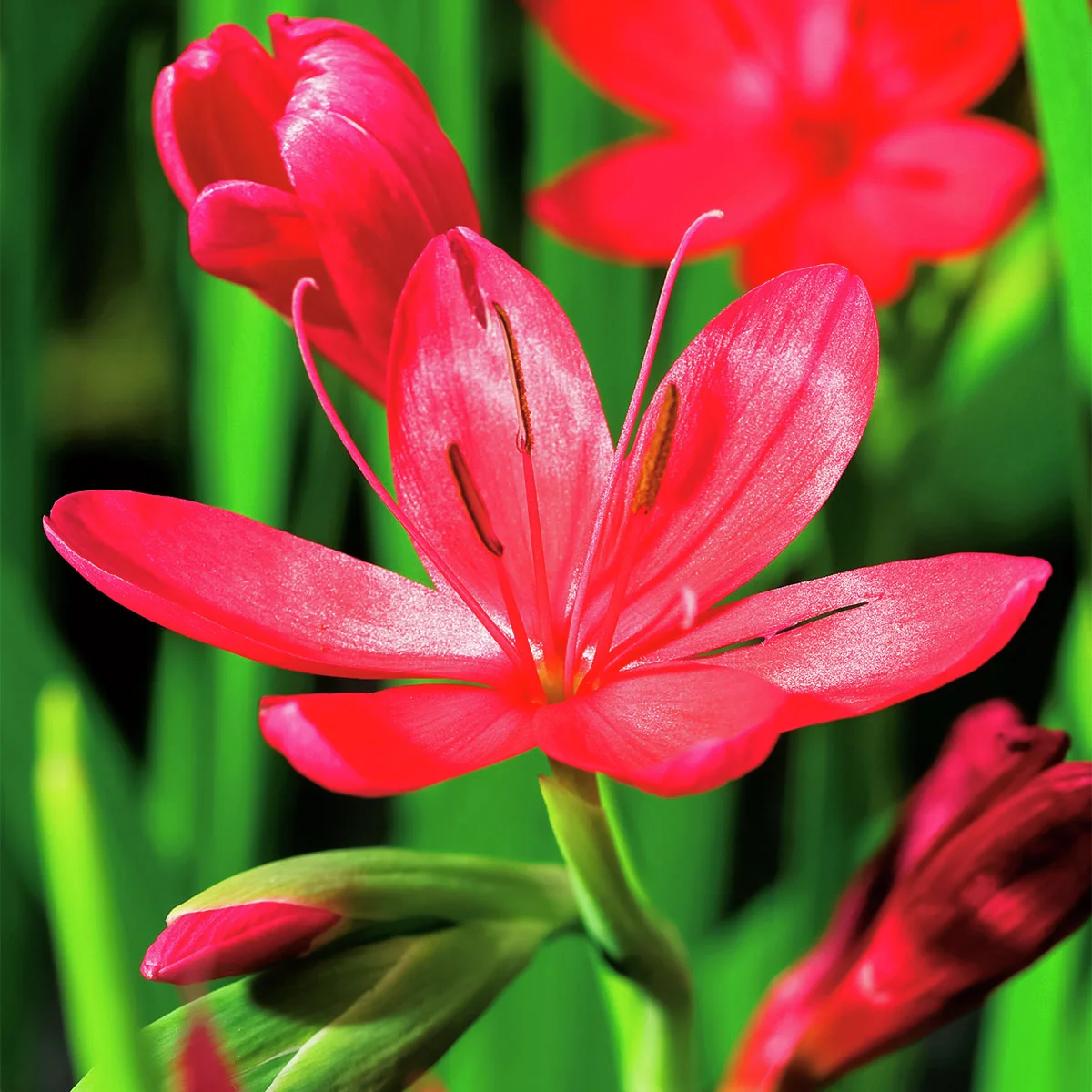 Sumpfspaltgriffel Major