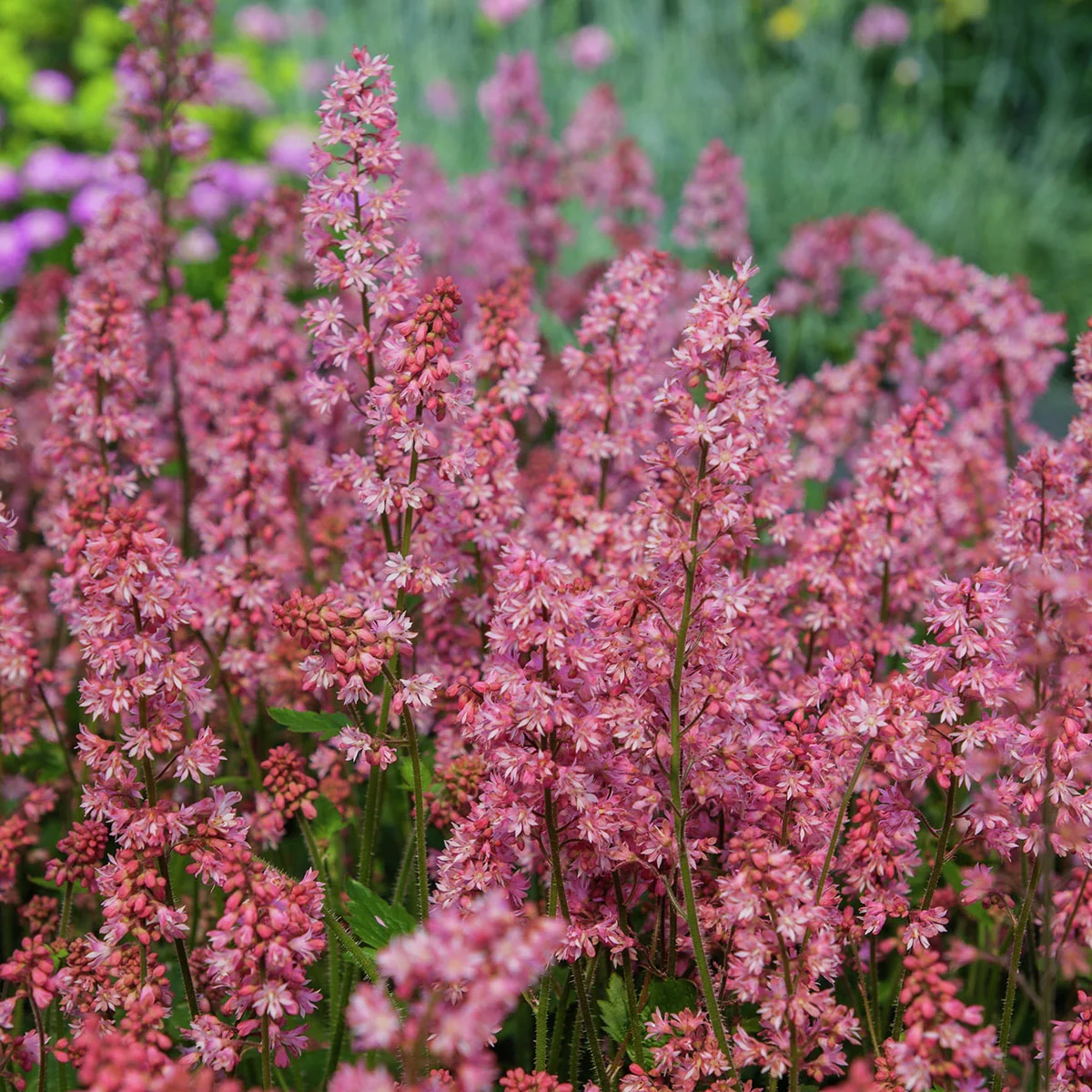 Kissen-Purpurglöckchen Pink Revolution