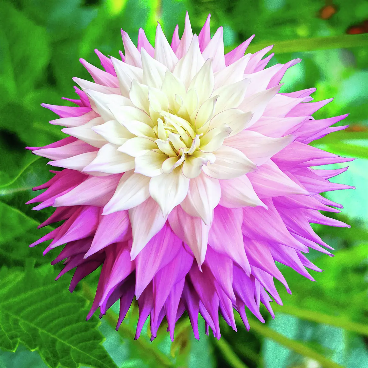 Schmuckdahlie Sir Alf Ramsay