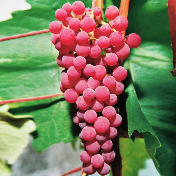 Weinrebe Suffolk Red