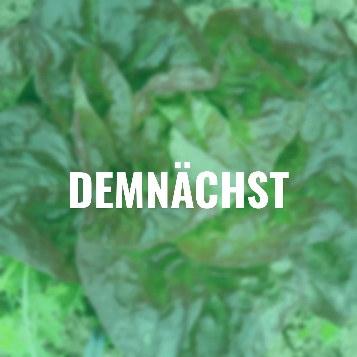 Saatgut-Holzbox Salatvielfalt, 7 Saatgut-Sorten