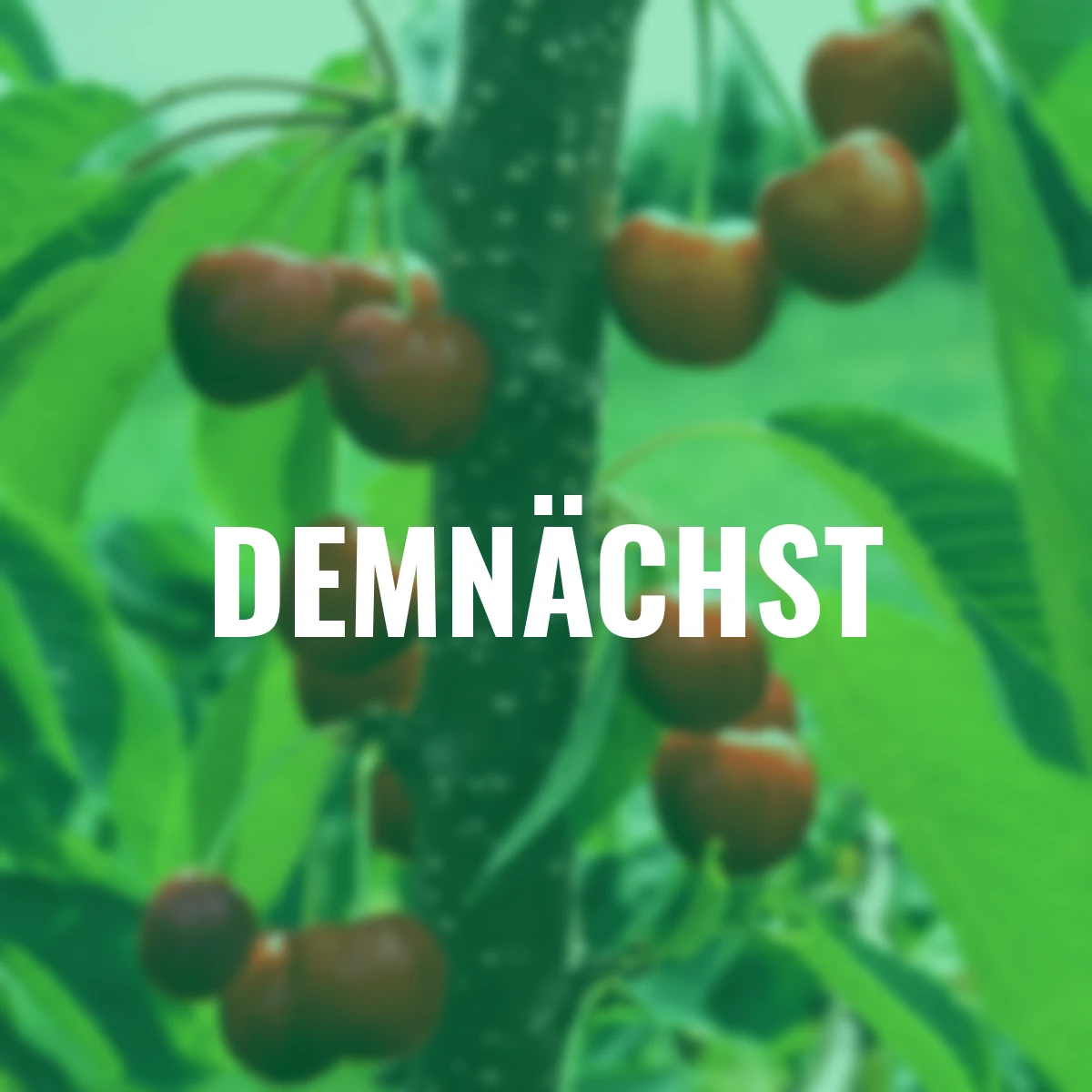 Säulen-Sauerkirsche Maynard®