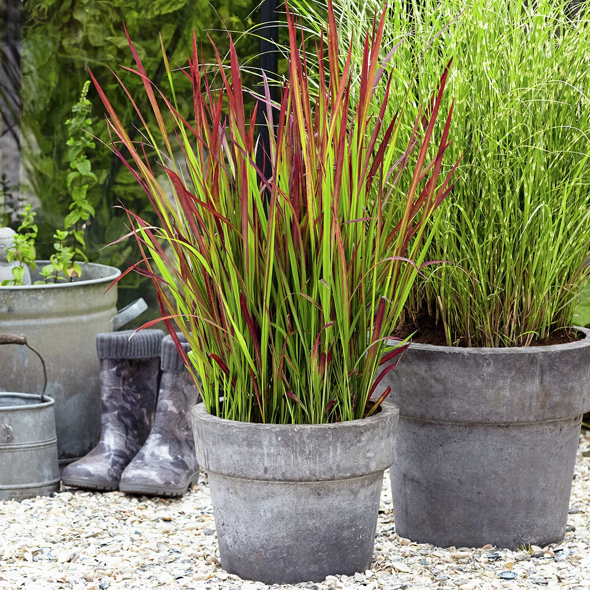 Blutgras Red Baron, im ca. 9 cm-Topf