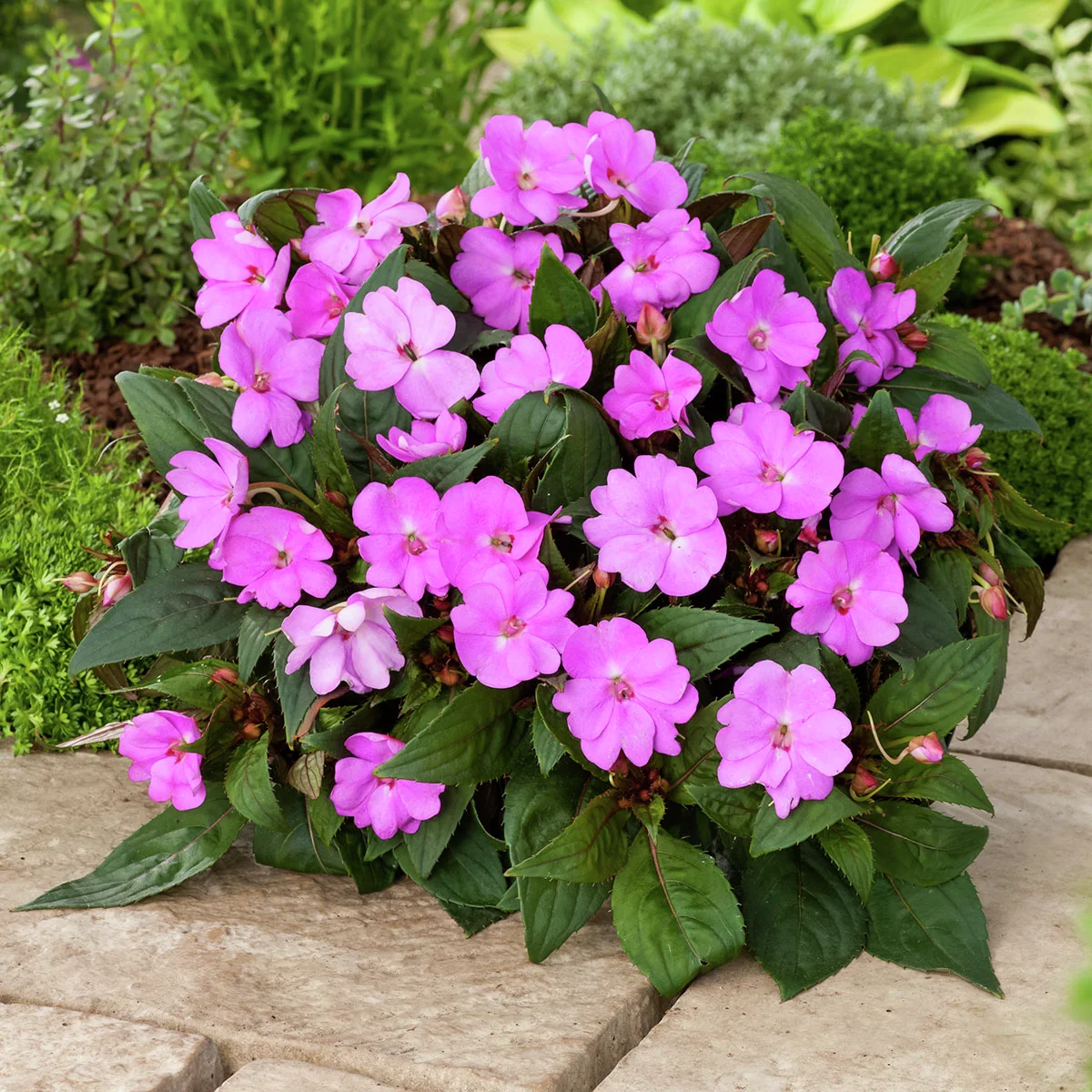 Fleißiges-Lieschen Sunpations™ Lilac