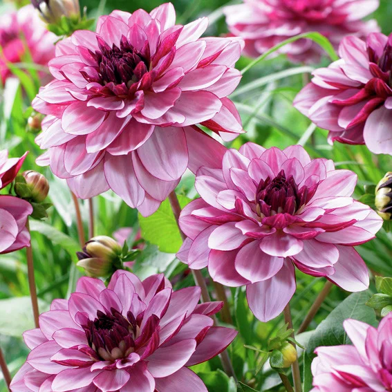 Schmuckdahlie Creme de Cassis
