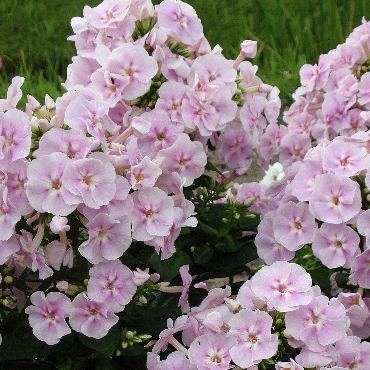 Phlox Younique Bicolor