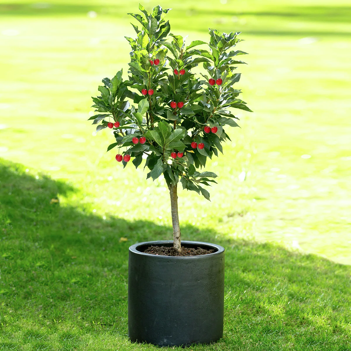 Zwergobst Sauerkirsche Piemont