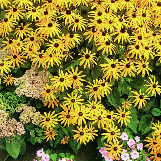 Hoher gelber Sonnenhut