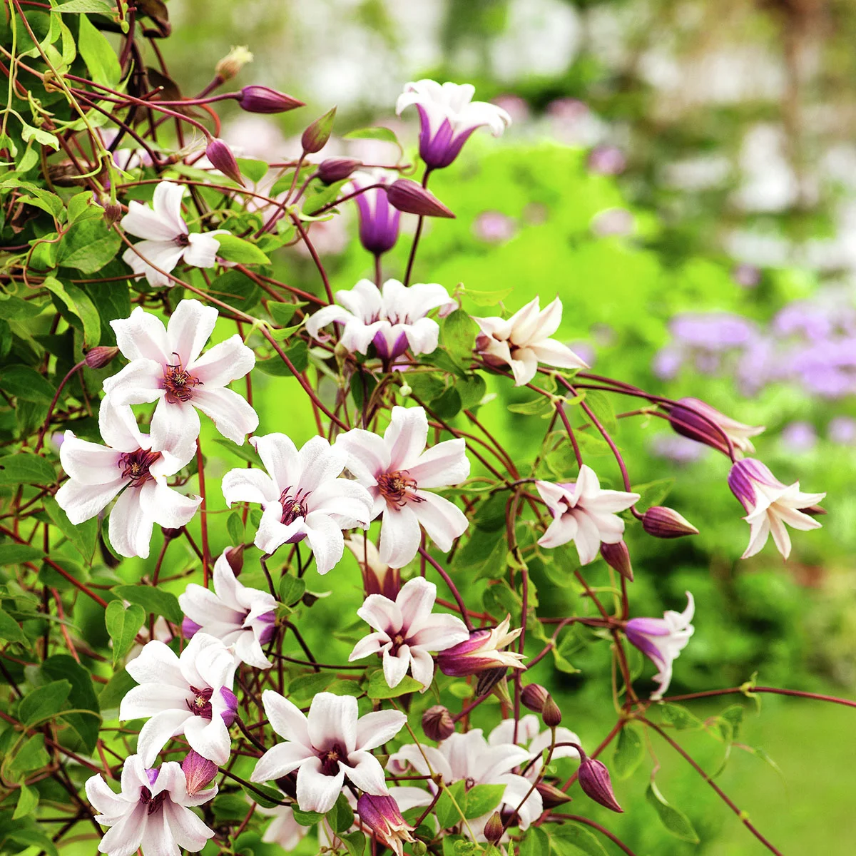 Tulpen-Clematis Princess Kate