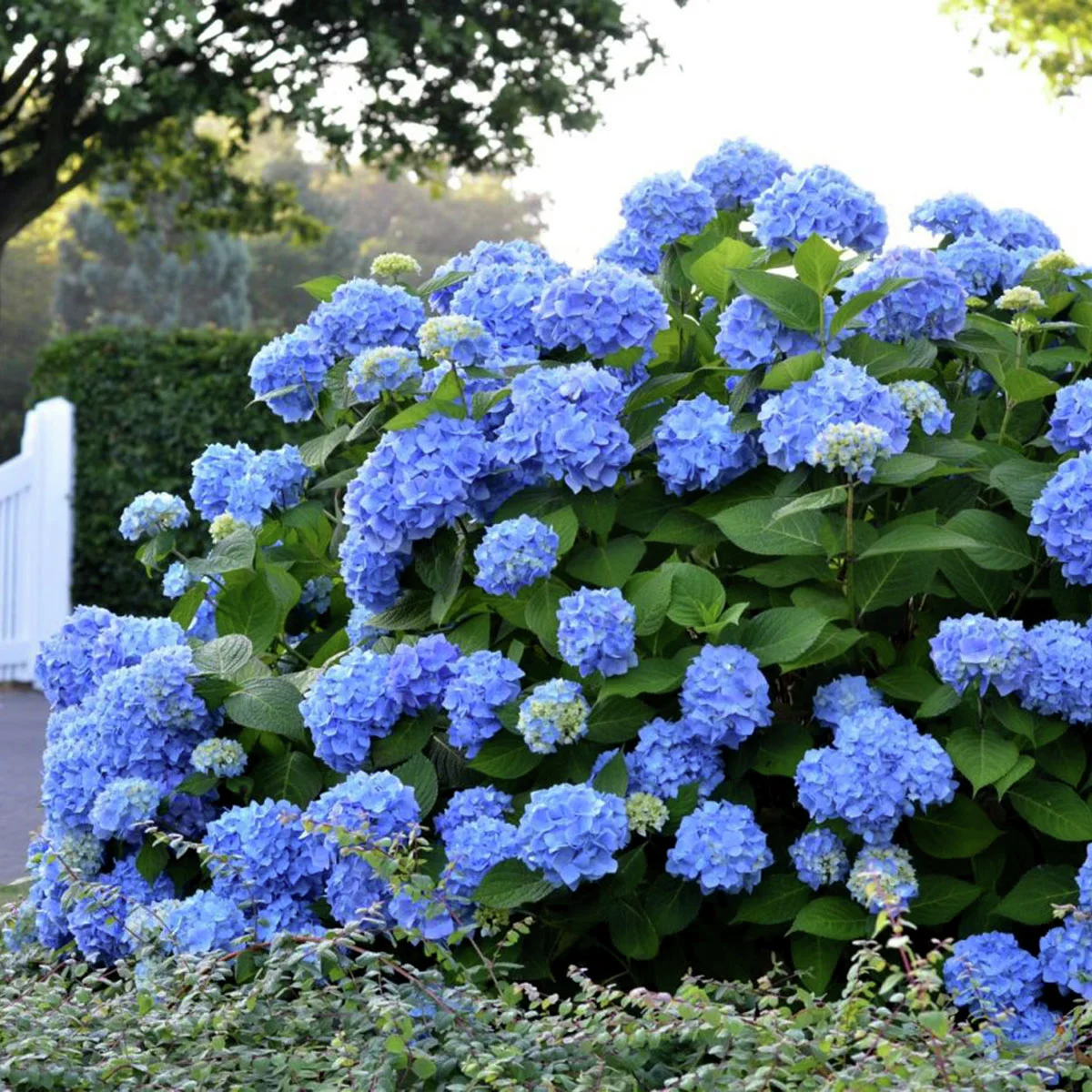Hortensie Endless Summer® The Original, blau