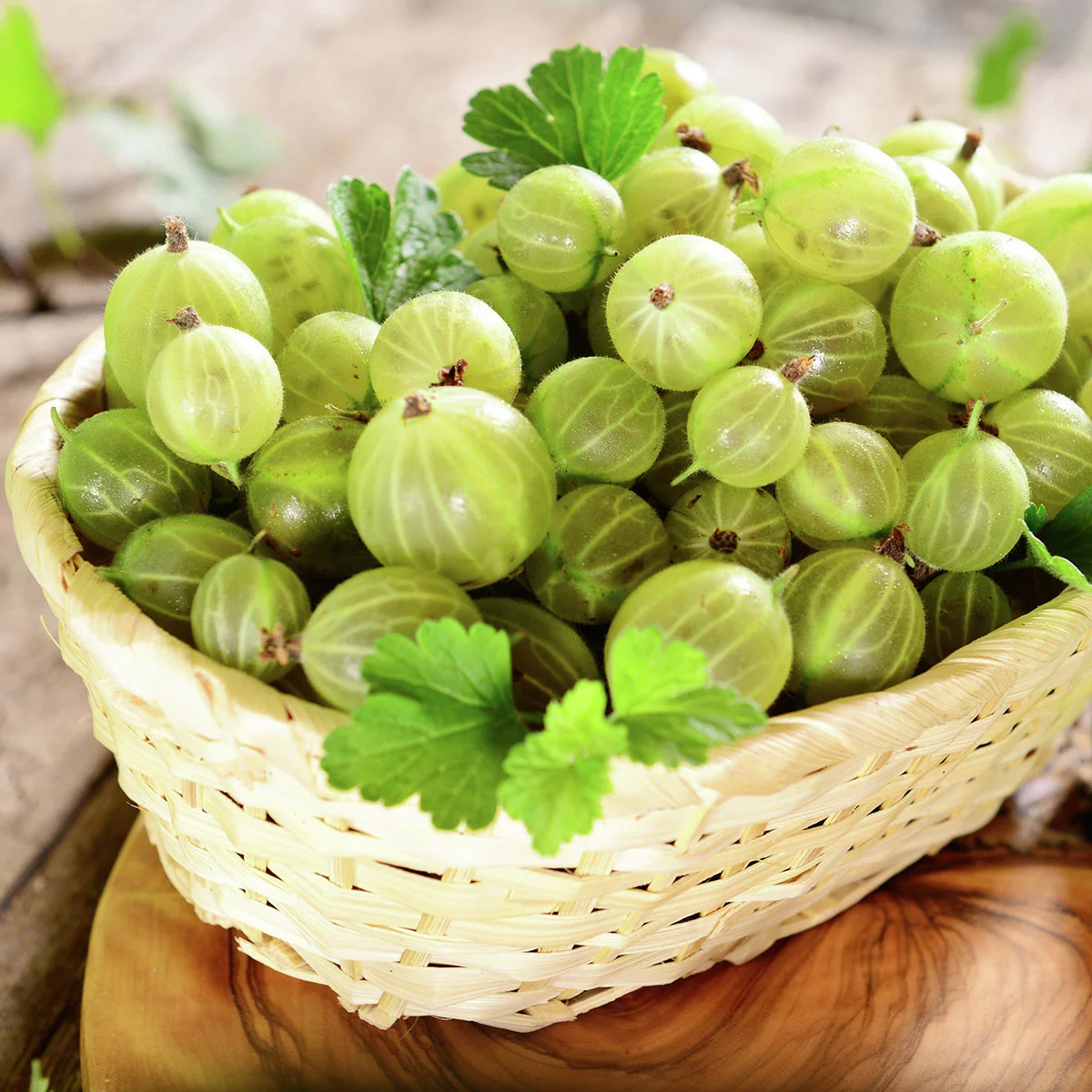 Stachelbeere Invicta(R), Busch