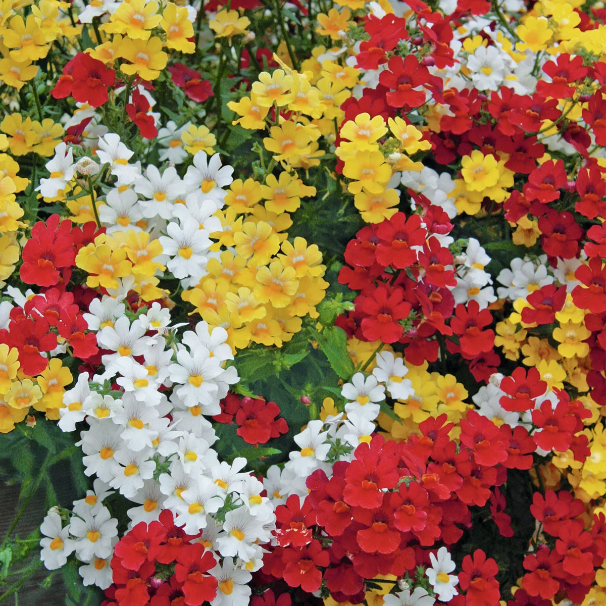 Trio-Elfenspiegel Triomio Little Alegria