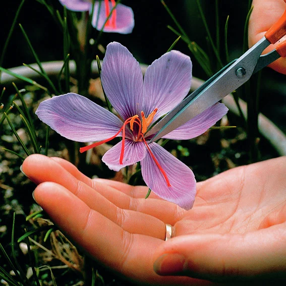 Safrankrokus, herbstblühend
