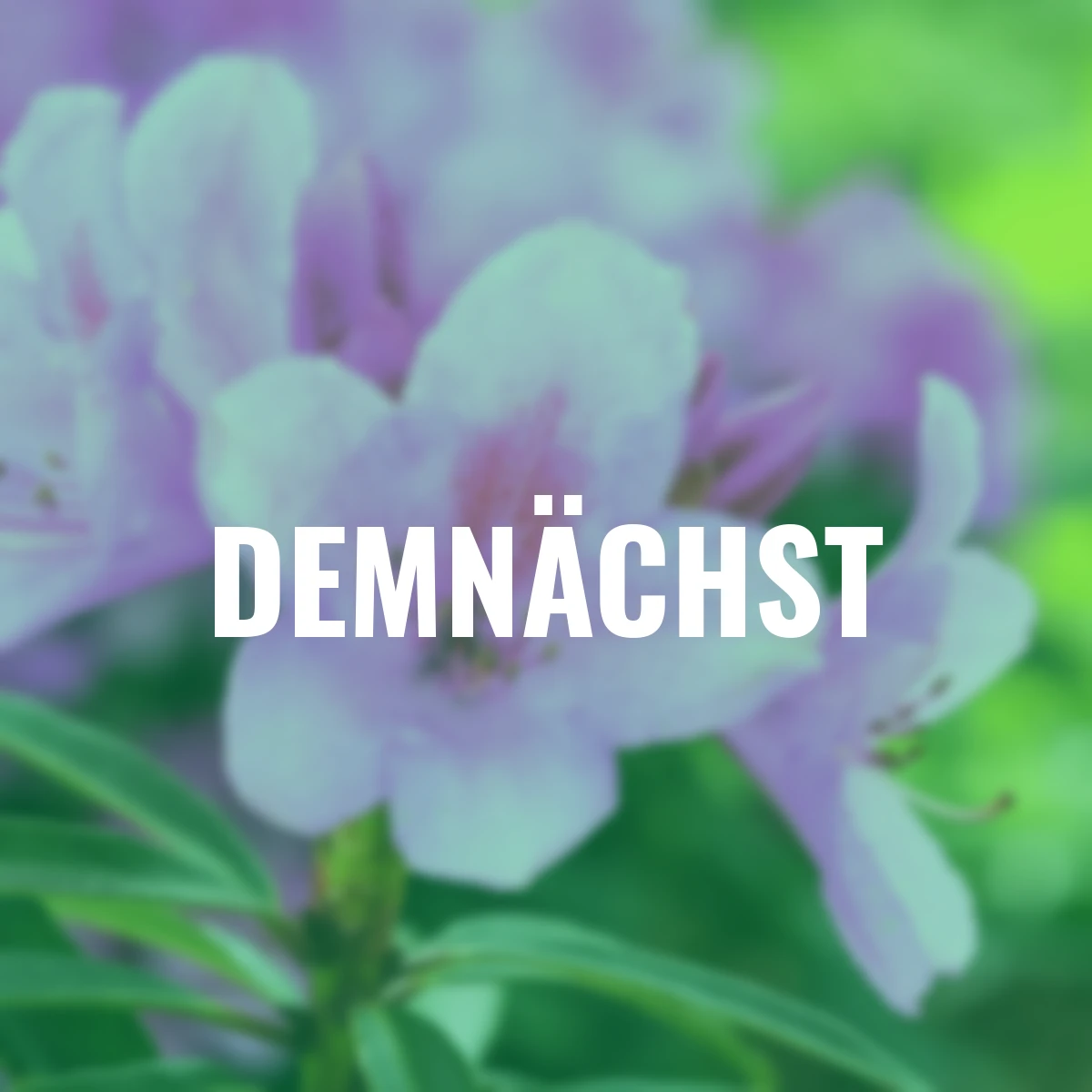 Zwerg-Rhododendron Graziella