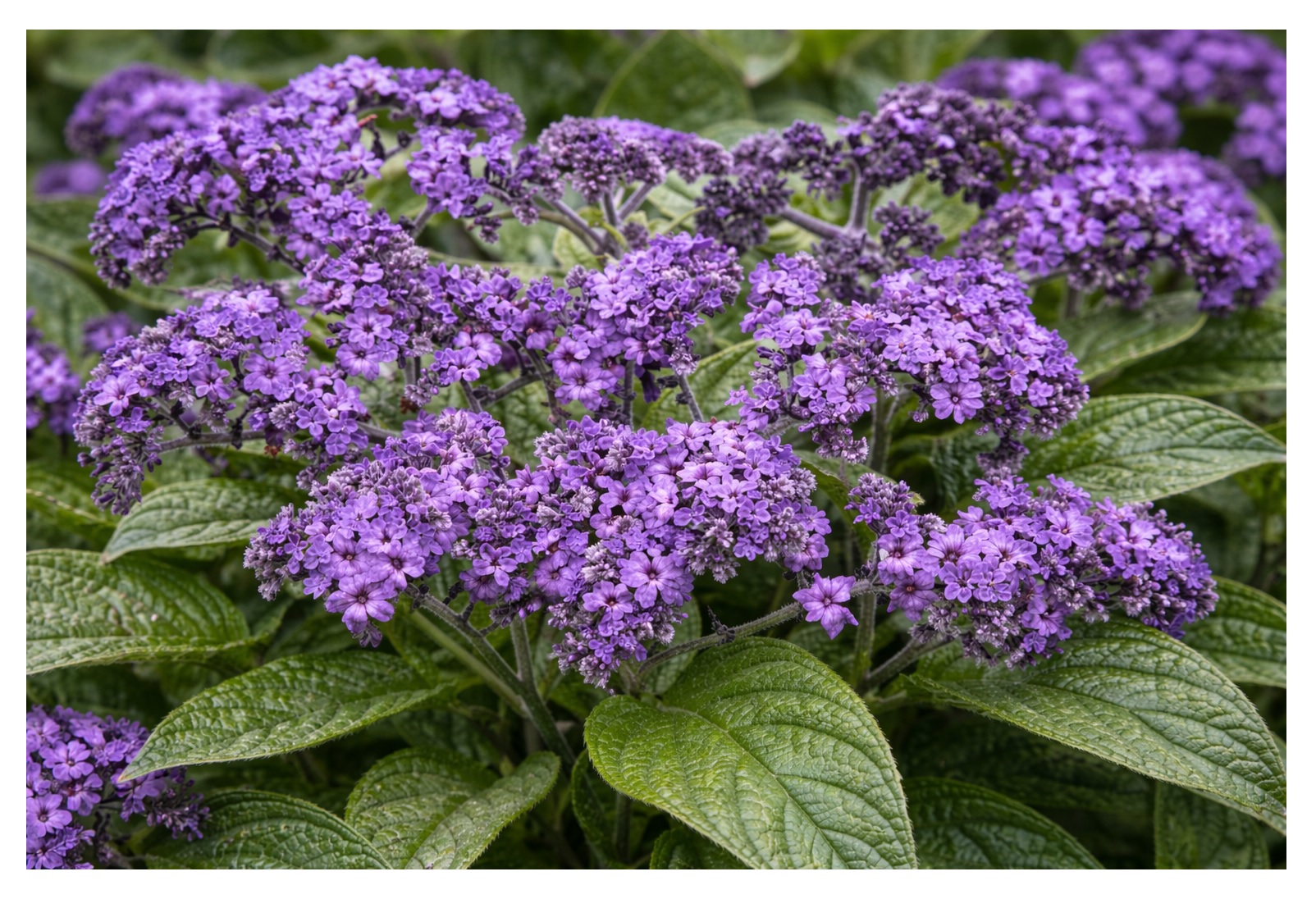 Vanilleblume Vanillezauber