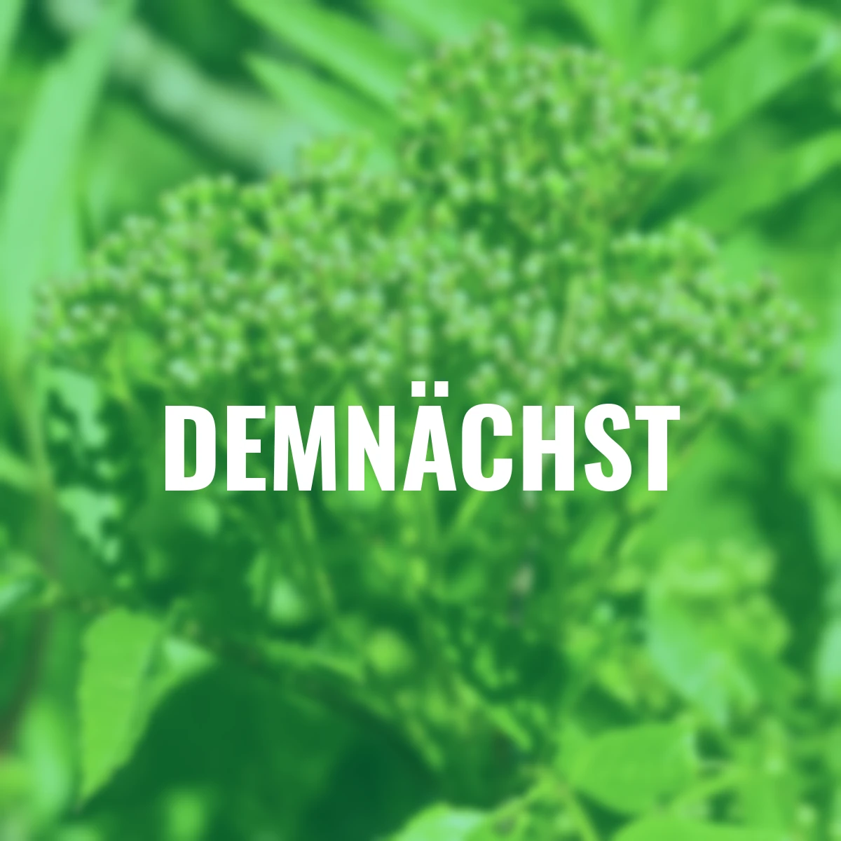 Herbst-Vogelbeere Eberesche Autumn Spire