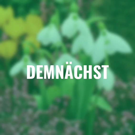 Orientalisches Schneeglöckchen