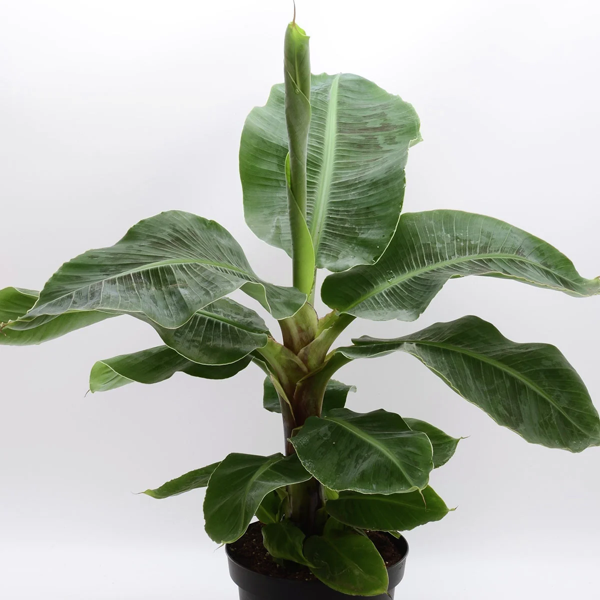 Banane Musa Tropicana, Höhe ca. 20-30 cm