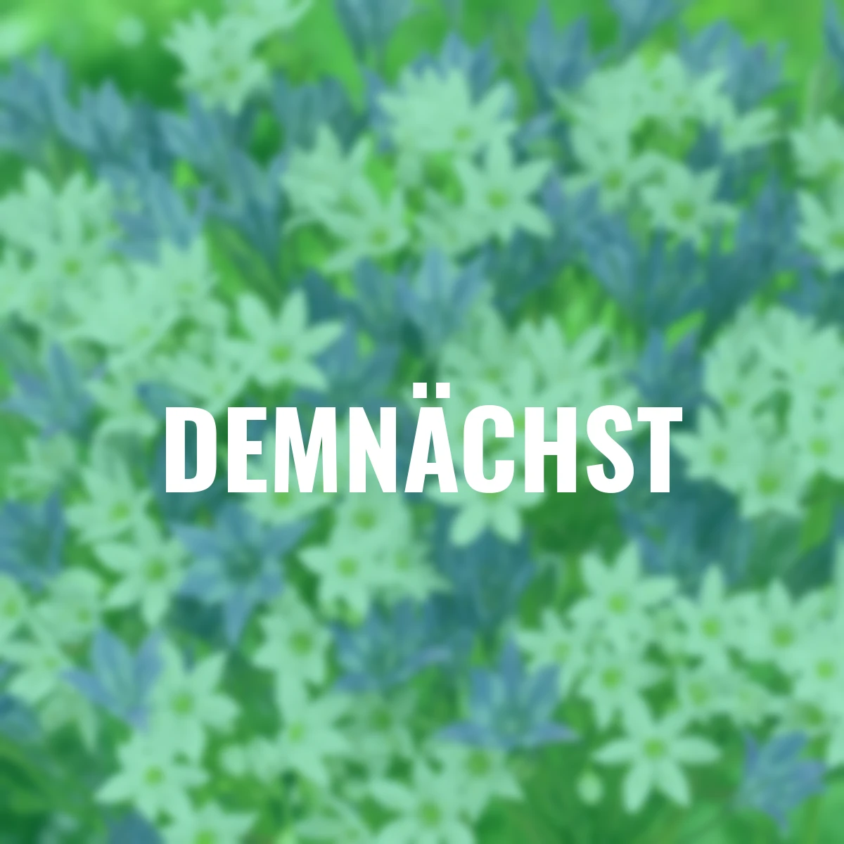 Frühlingsstern - Set Himmelsglöckchen