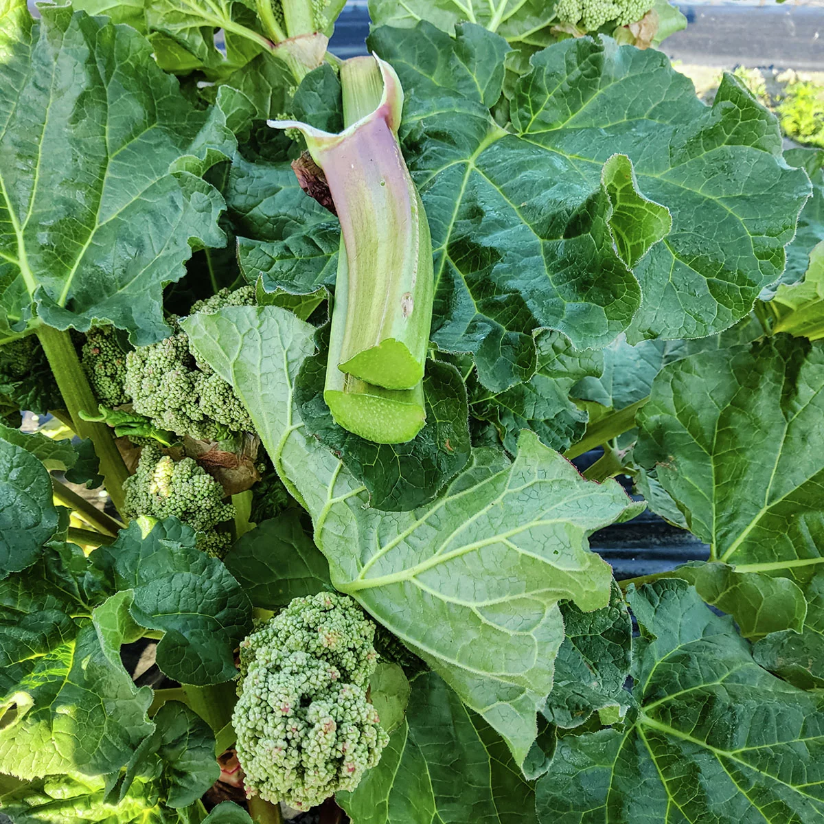 Rhabarber Glaskins Perpetual