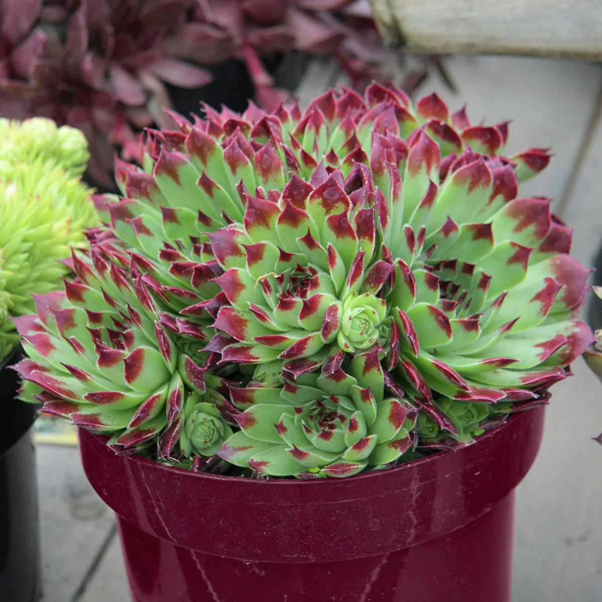 Stauden-Set Hauswurz Spezial